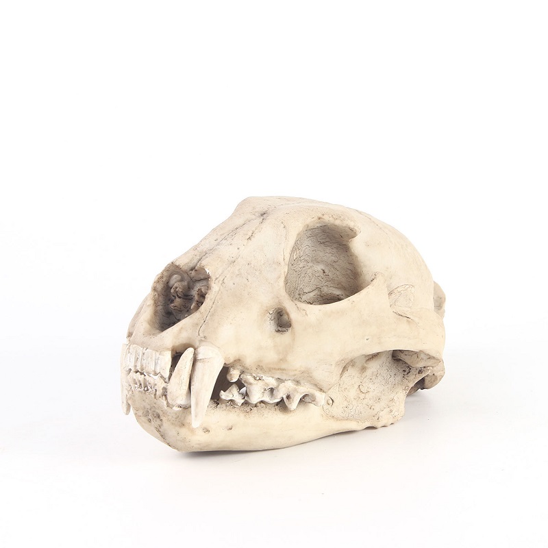Leopardo crânio modelo de resi - Art And Craft Zoo Animals avaliação e preço